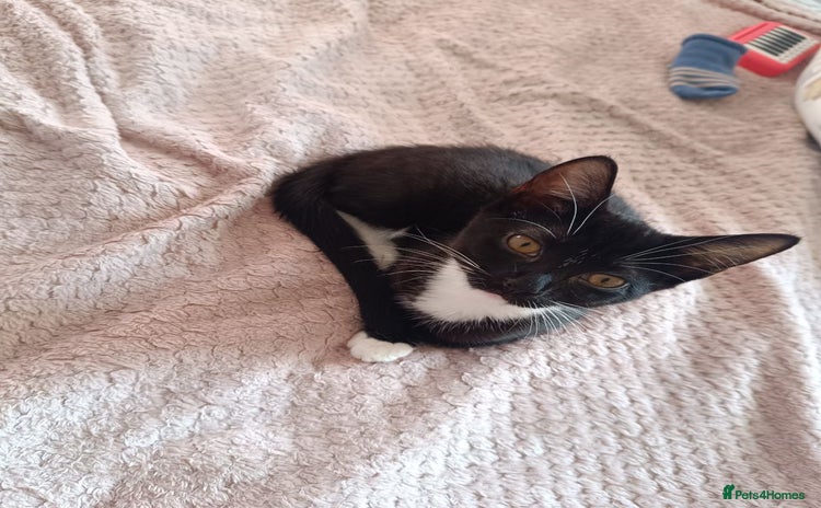 Mixed Breed cats - Advert 15