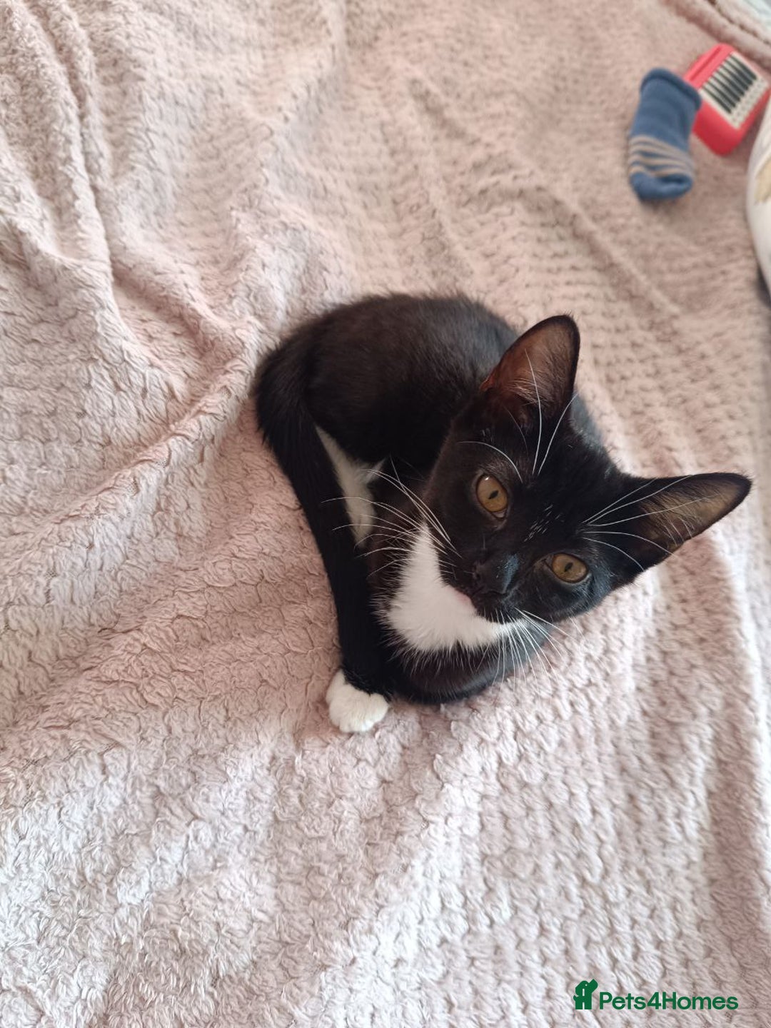 Mixed Breed cats for sale: Lovely Cat Looking for a New Home - Image 1