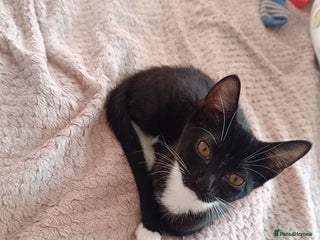 Mixed Breed cats - Advert 31