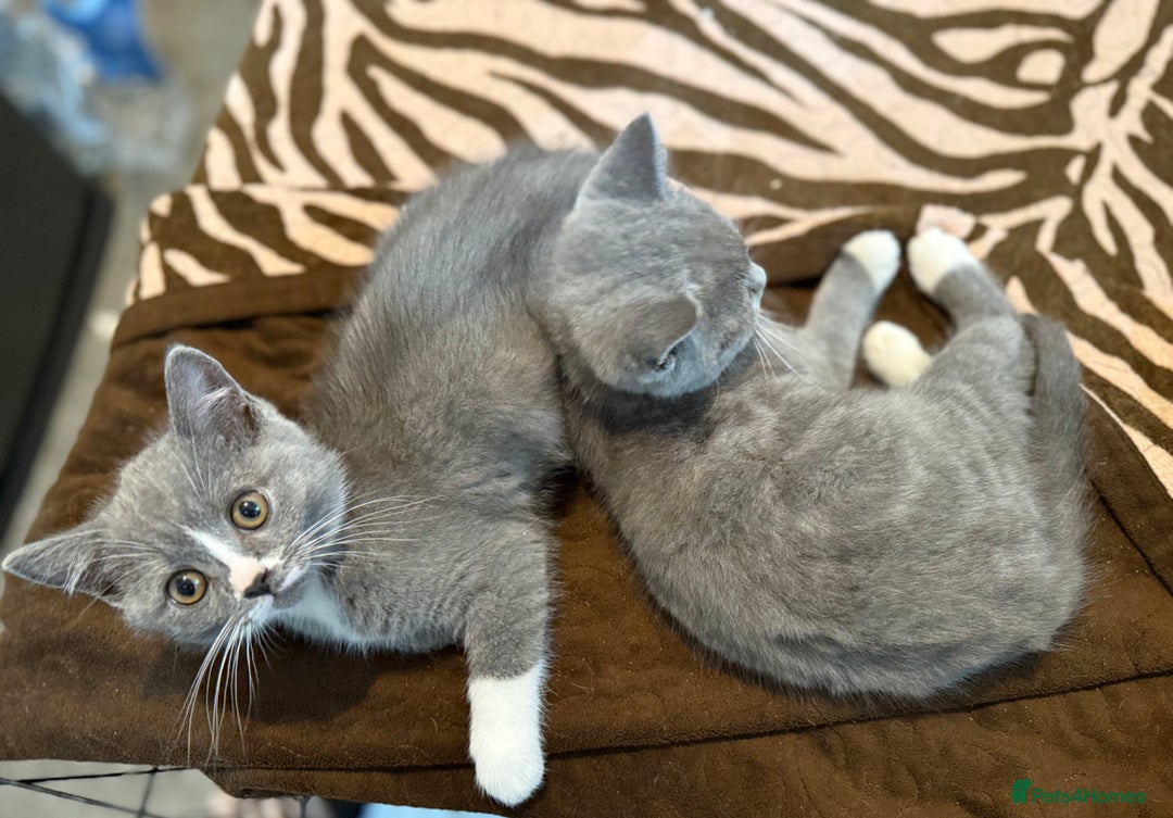 British Shorthair cats for sale: British shorthair kittens  - Image 8