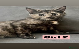 British Shorthair cats for sale: Beautiful Purebreed British Shorthair X Tabby - Image 4