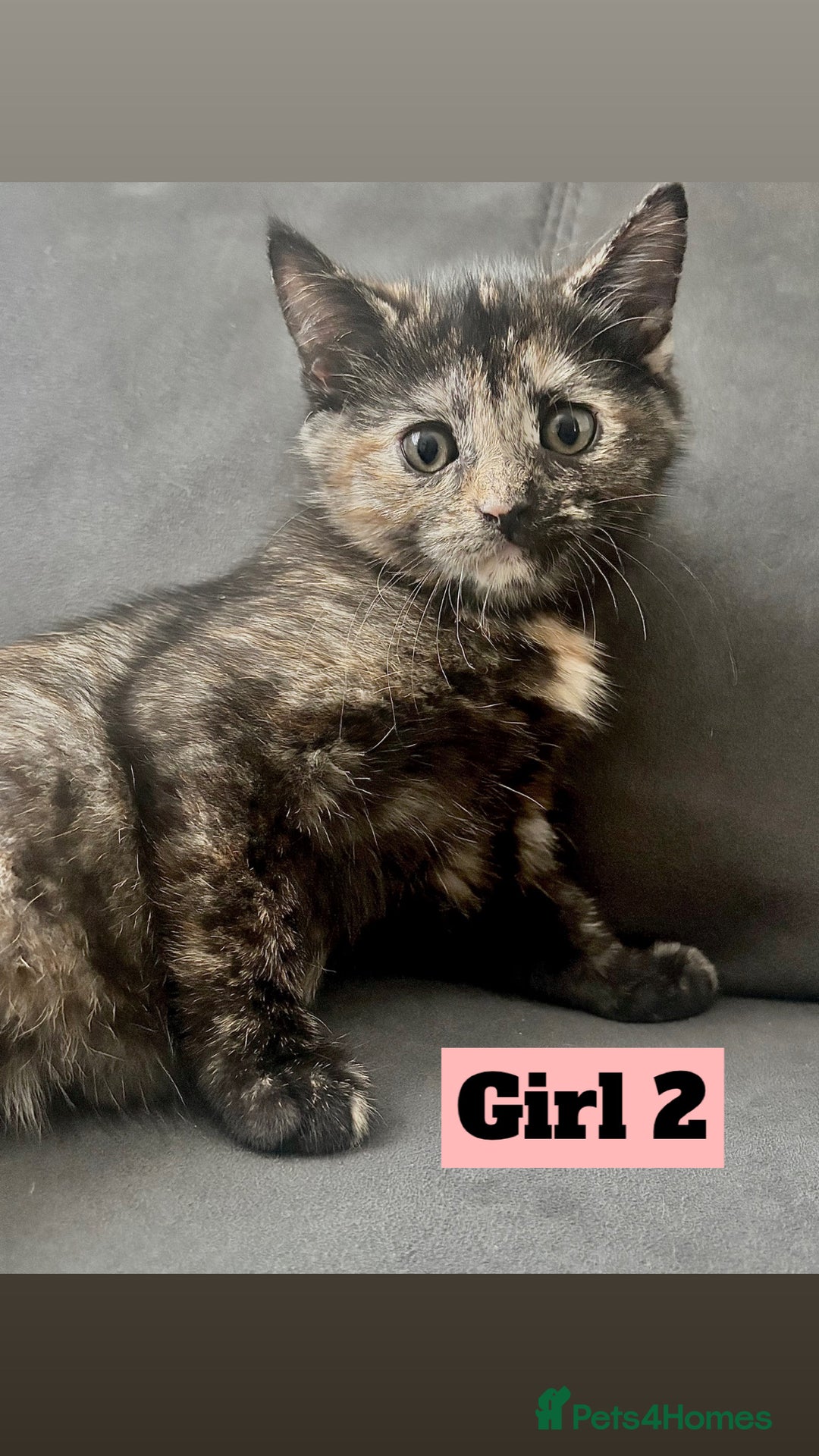 British Shorthair cats for sale: Beautiful Purebreed British Shorthair X Tabby - Image 4