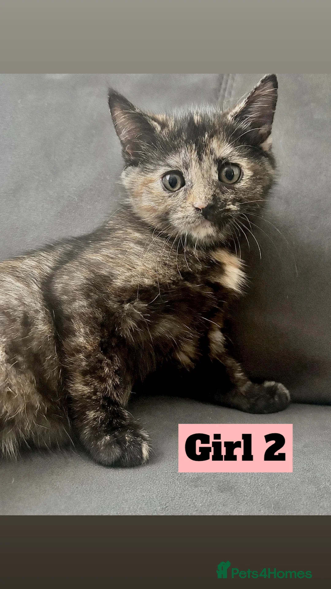 British Shorthair cats for sale: Beautiful Purebreed British Shorthair X Tabby - Advert 4