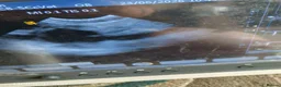 German Shepherd dogs for stud: Long Haired German shepherd  - Advert 4