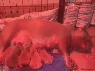 French Bulldog dogs K C registered beautiful French bulldogs - Advert 4