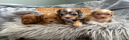 Cavapoo dogs for sale: EXCEPTIONAL EXTENSIVELY HEALTH TESTED BABIES - Advert 9