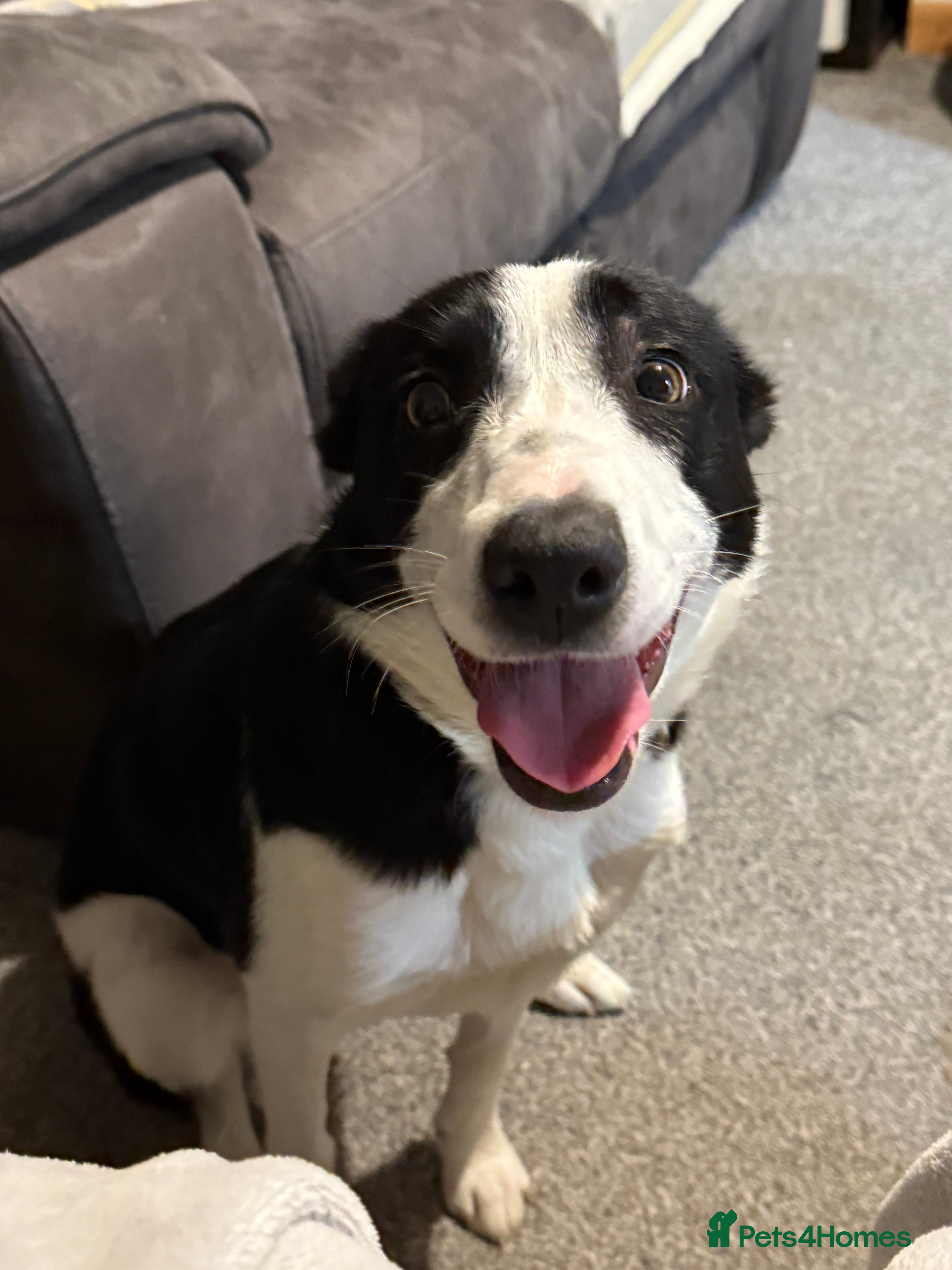 Border Collie dogs 9 month female border collie  - Advert 16