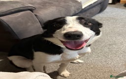 Border Collie dogs for sale: 9 month female border collie  - Image 1