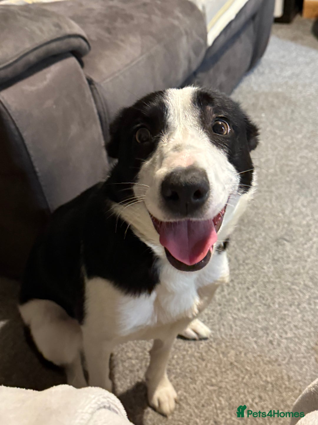 Border Collie dogs for sale: 9 month female border collie  - Image 1