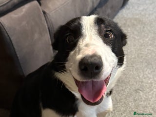 Border Collie dogs - Advert 8