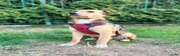 Mixed Breed dogs for adoption: ❤️🐶 TIFFANY – CALM LIKE A LITTLE BUDDHA - Advert 25