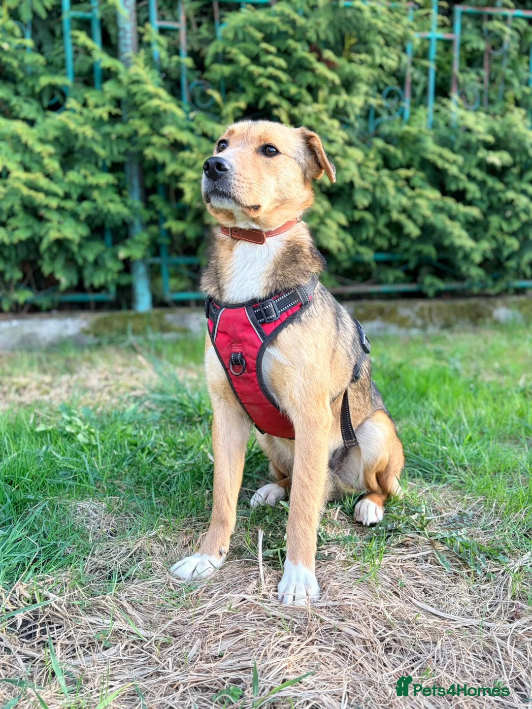 Mixed Breed dogs for adoption: ❤️🐶 TIFFANY – CALM LIKE A LITTLE BUDDHA - Advert 25