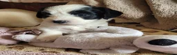 Cockapoo dogs for sale: Amazing Cockerpoos  in Kilmarnock - Advert 1