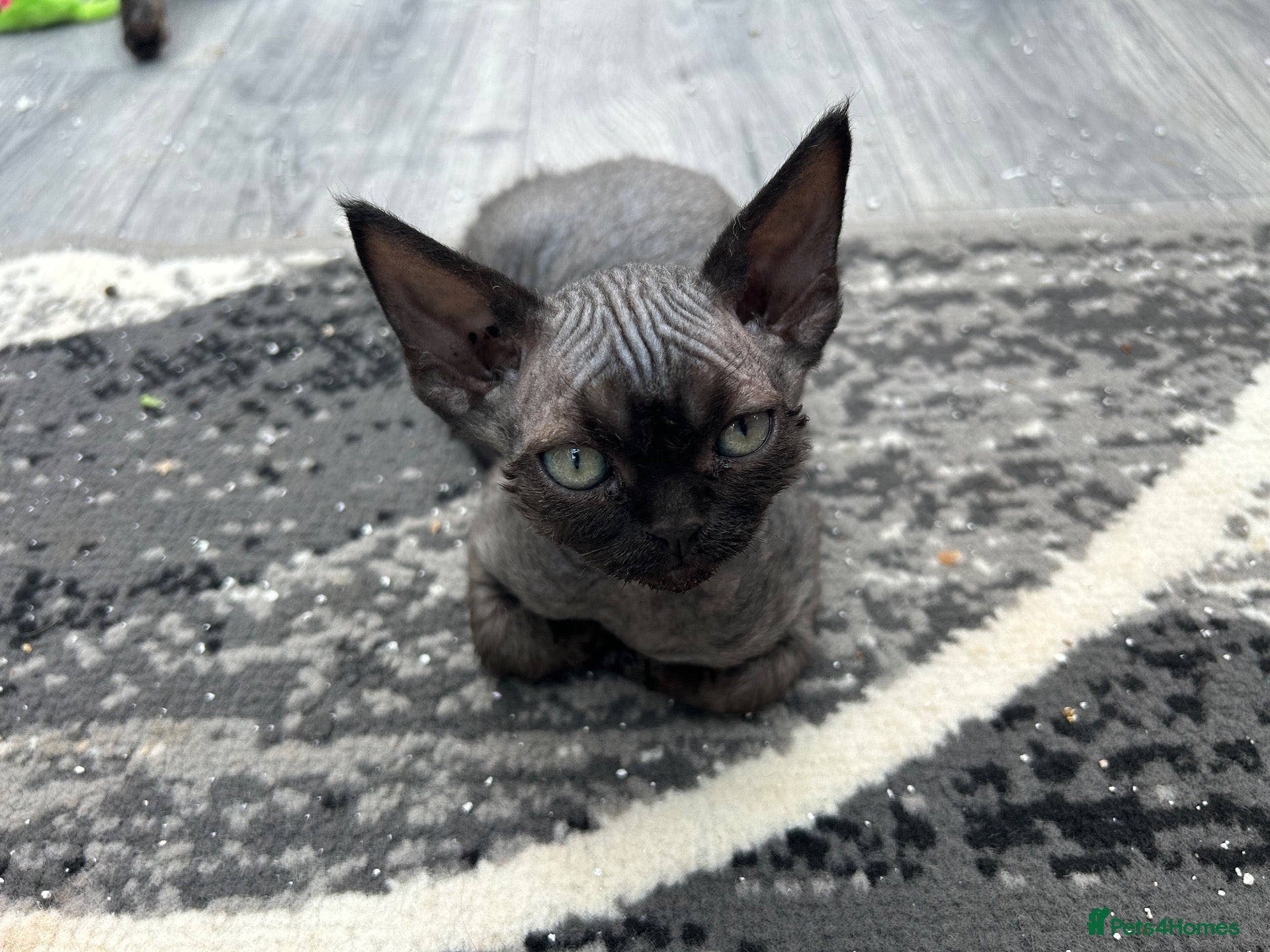 Devon Rex cats PedigreeDevon Rex kittens - Advert 15