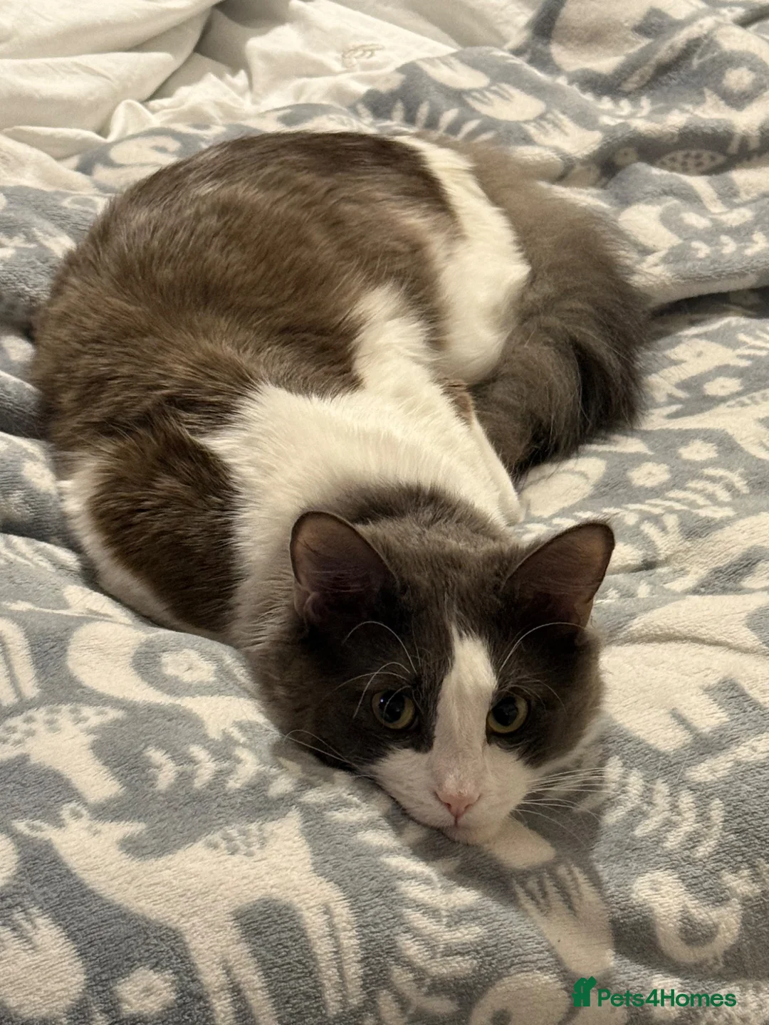Mixed Breed cats for sale: My beautiful boy Bilbo - Advert 2