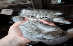 British Shorthair cats for sale: British Shorthair kittens - Image 7
