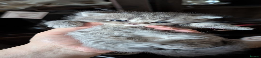 British Shorthair Kitten 5