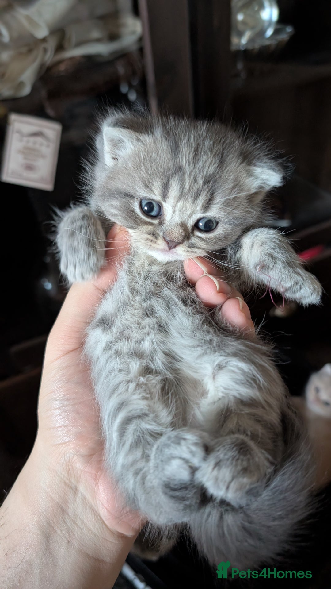 British Shorthair cats for sale: British Shorthair kittens - Image 7