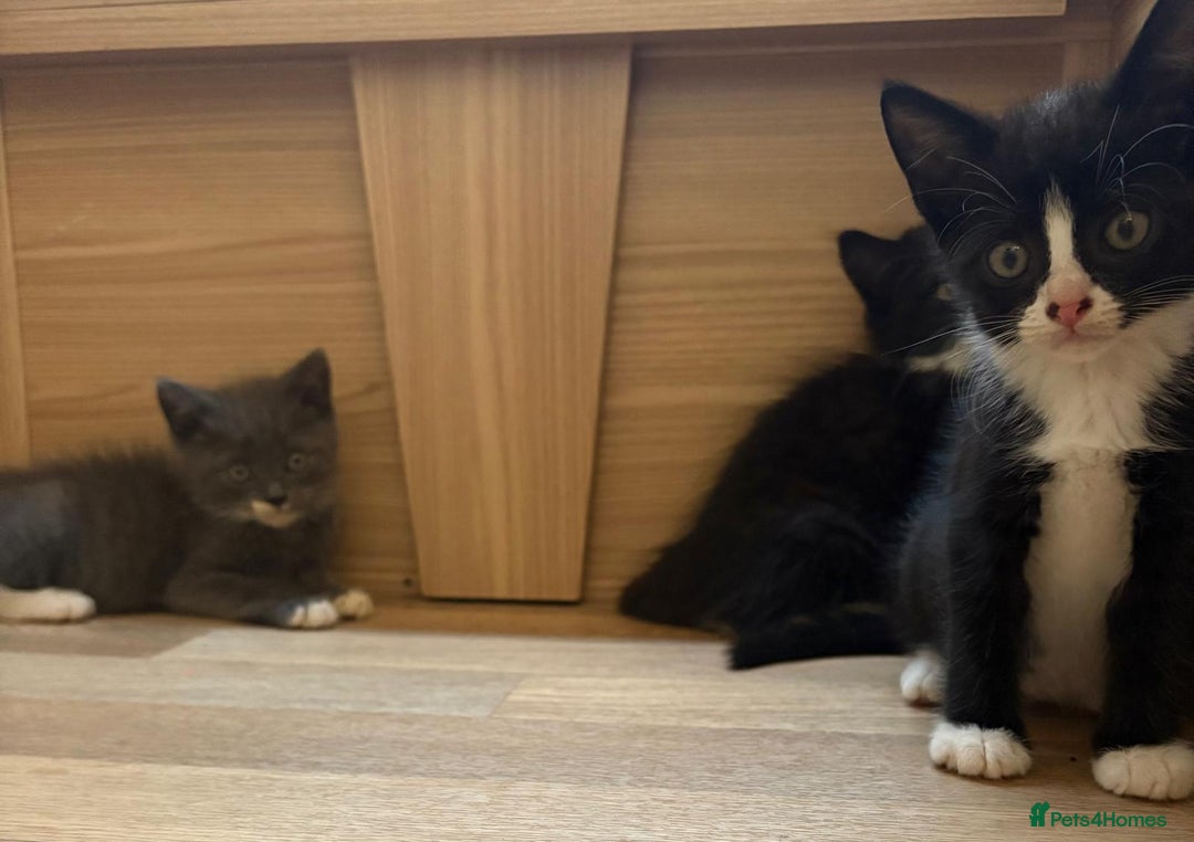 British Shorthair cats for sale: Gorgeous British Shorthair kittens! - Image 8