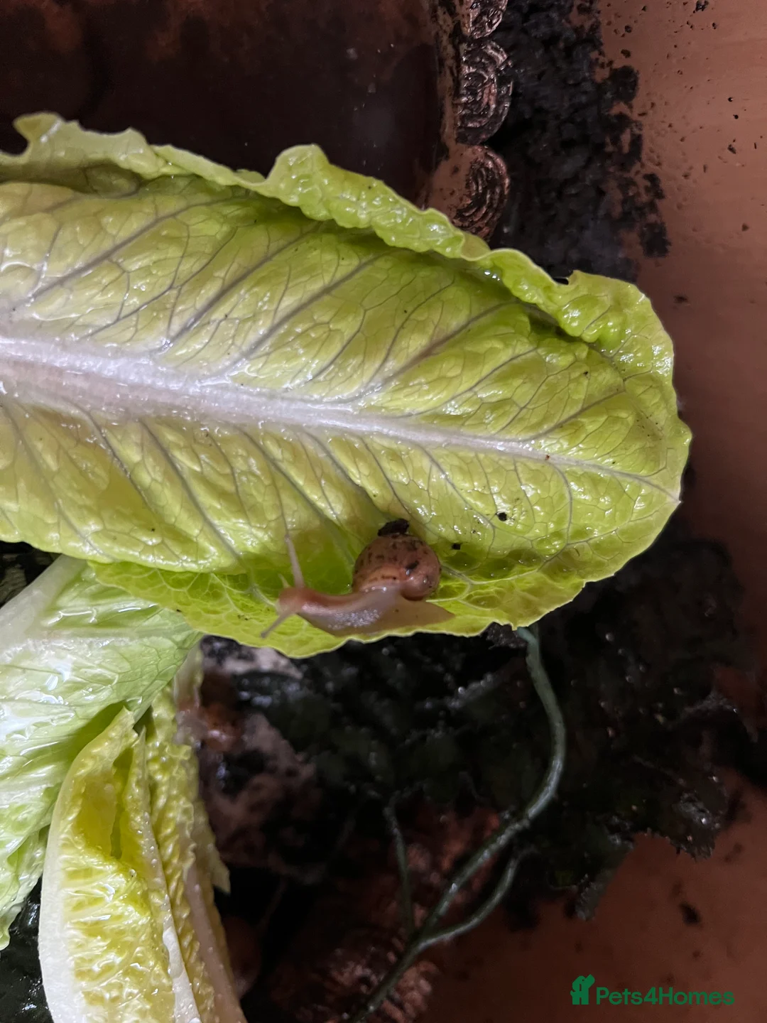 Snails invertebrates for sale: Juvenile Giant African Land Snails - Advert 1