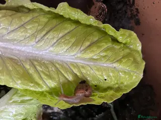 Snails invertebrates Juvenile Giant African Land Snails - Advert 14