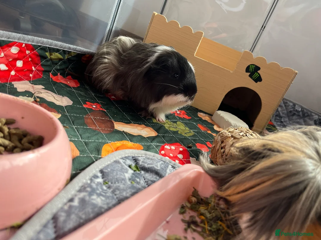Guinea Pig rodents for sale: 2 male guinea pigs with indoor run.  in Banff - Advert 2