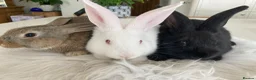 New Zealand rabbits for sale: New Zealand and Continental bunnies - Advert 6