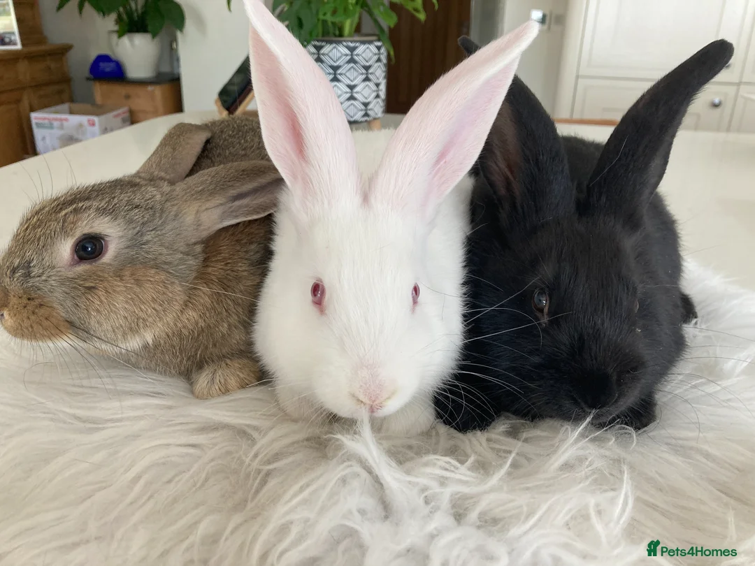 New Zealand rabbits for sale: New Zealand and Continental bunnies - Advert 6