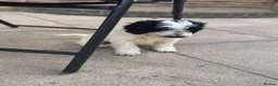 Cockapoo dogs for sale: 2 beautiful F1 cockapoo puppies  - Advert 24