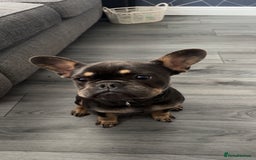 French Bulldog dogs for sale: 2 year old male, name is Blue - Image 9