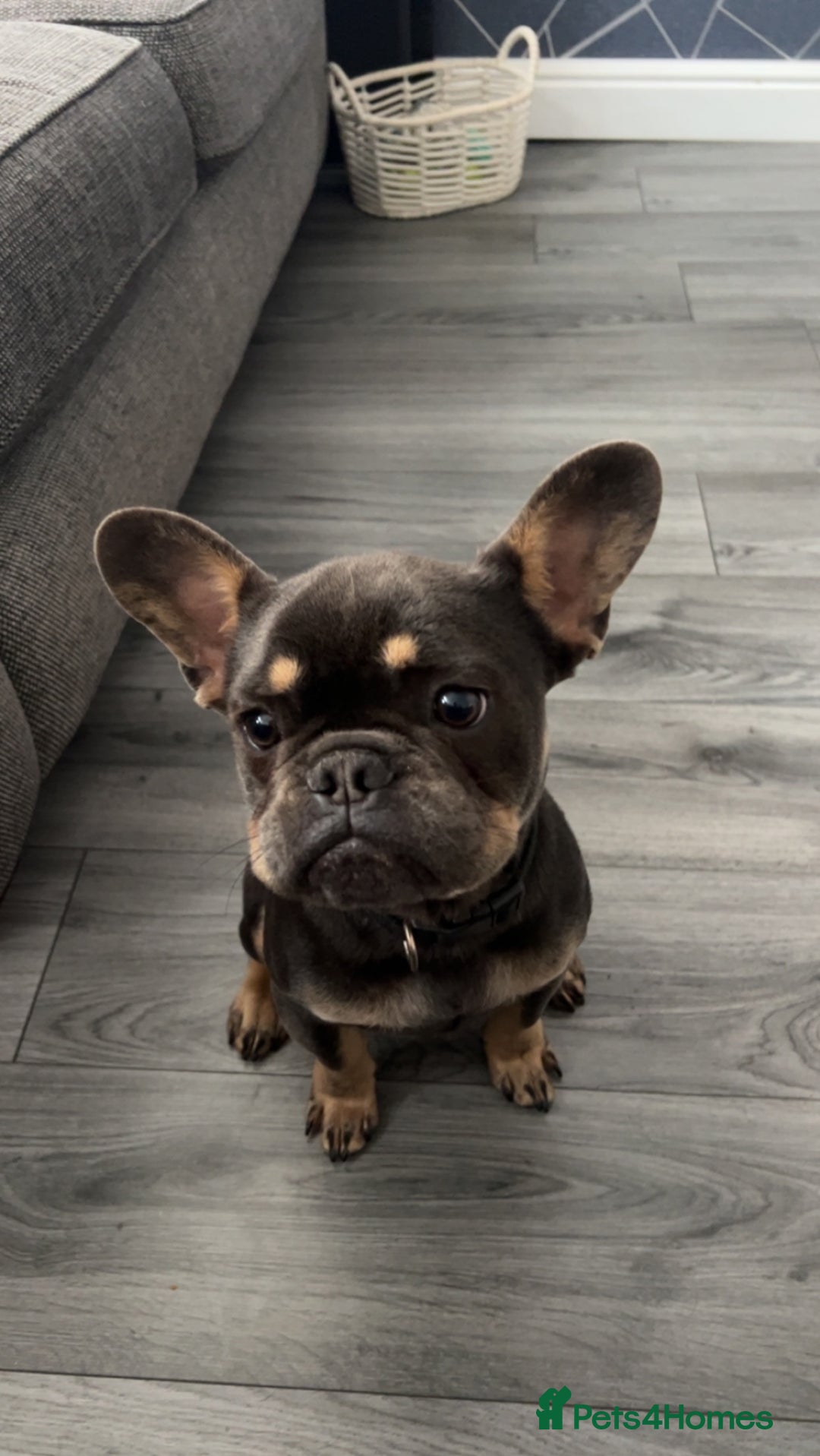 French Bulldog dogs for sale: 2 year old male, name is Blue - Image 9