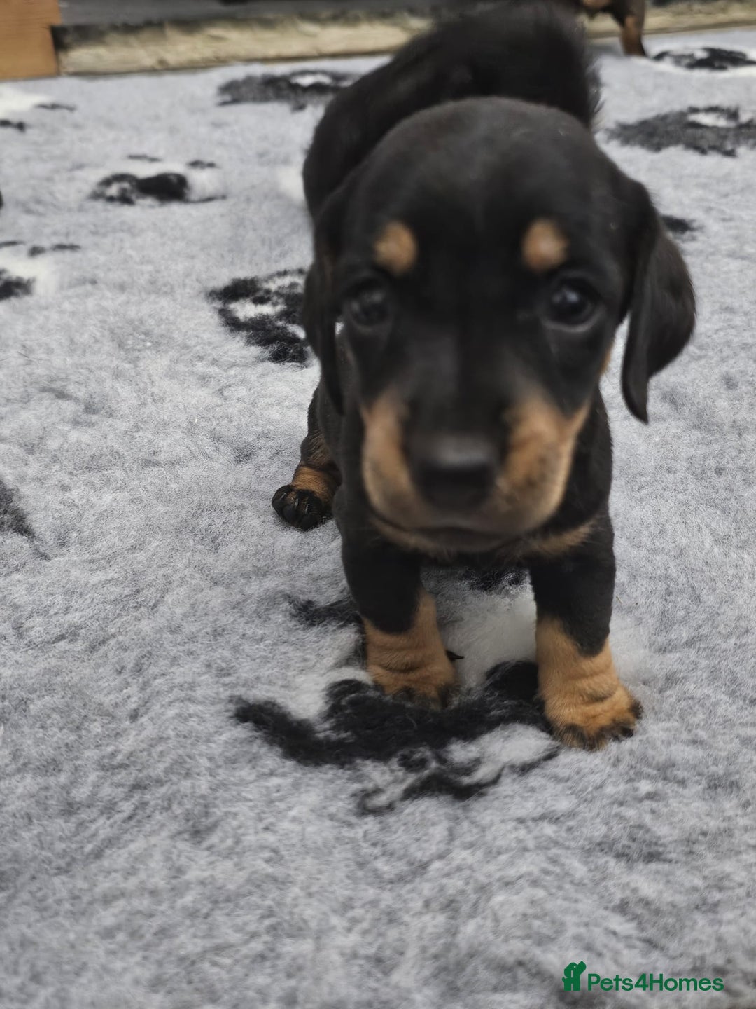 Dachshund dogs for sale: Kc wirehaired daschund puppies  - Image 10