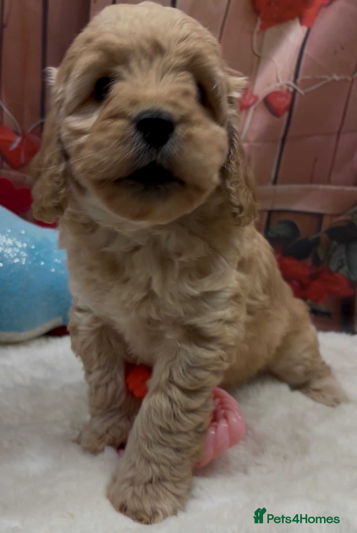 Cockapoo dogs Beautiful cockapoo  - Advert 14