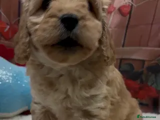 Cockapoo dogs Beautiful cockapoo - Advert 14