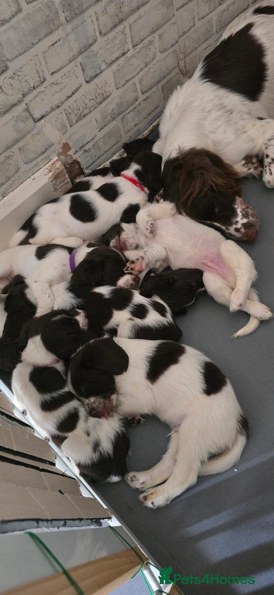 English Springer Spaniel dogs for sale: English Springer Spaniel Puppies  - Advert 1