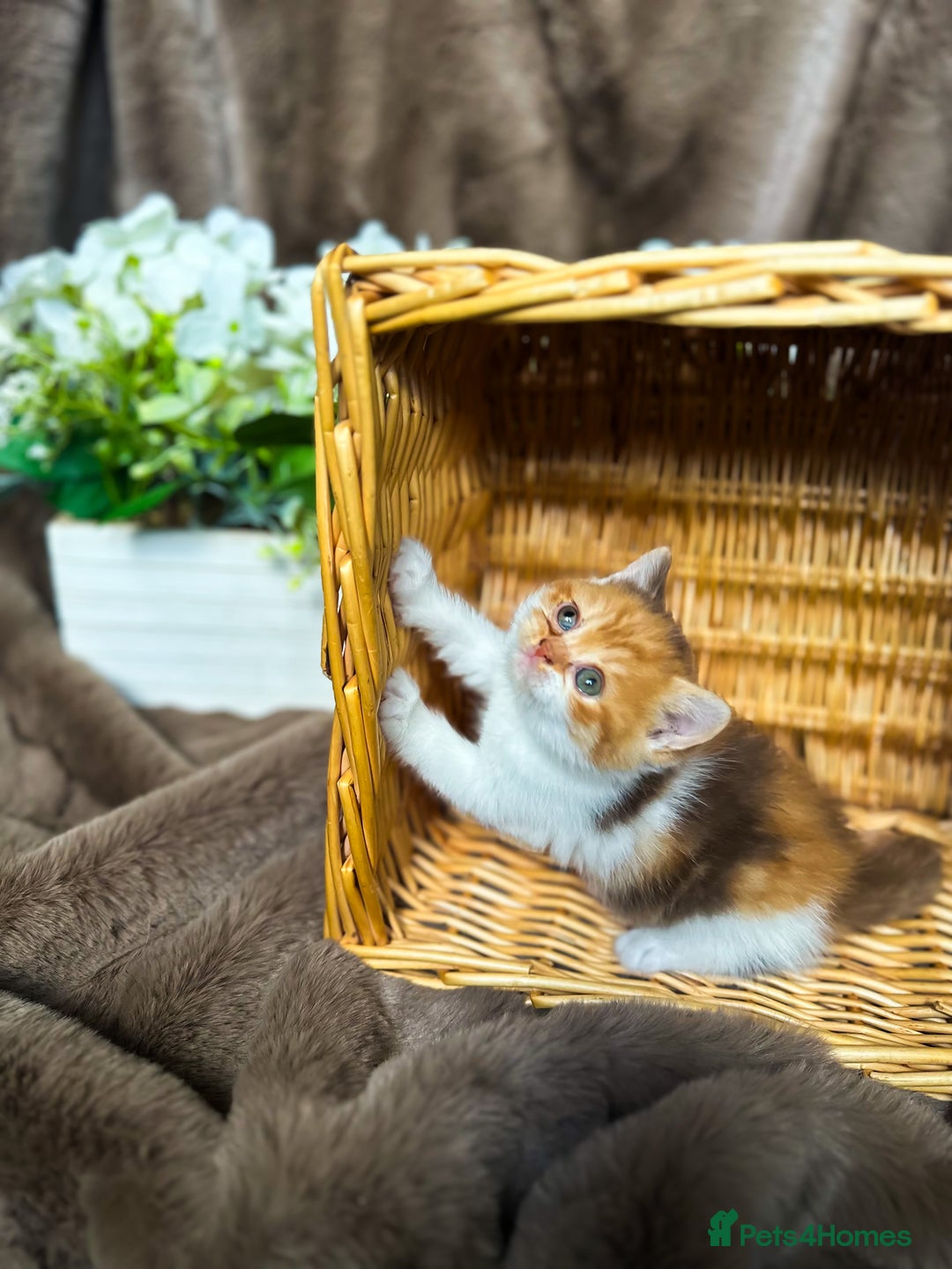 British Shorthair cats for sale: Tica reg 🌈 10colours British shorthair kittens  - Image 18