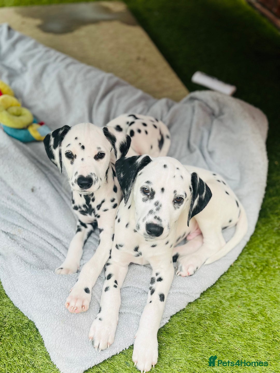Dalmatian dogs for sale: *Ready for loving homes now* Dalmatian puppies - Image 3