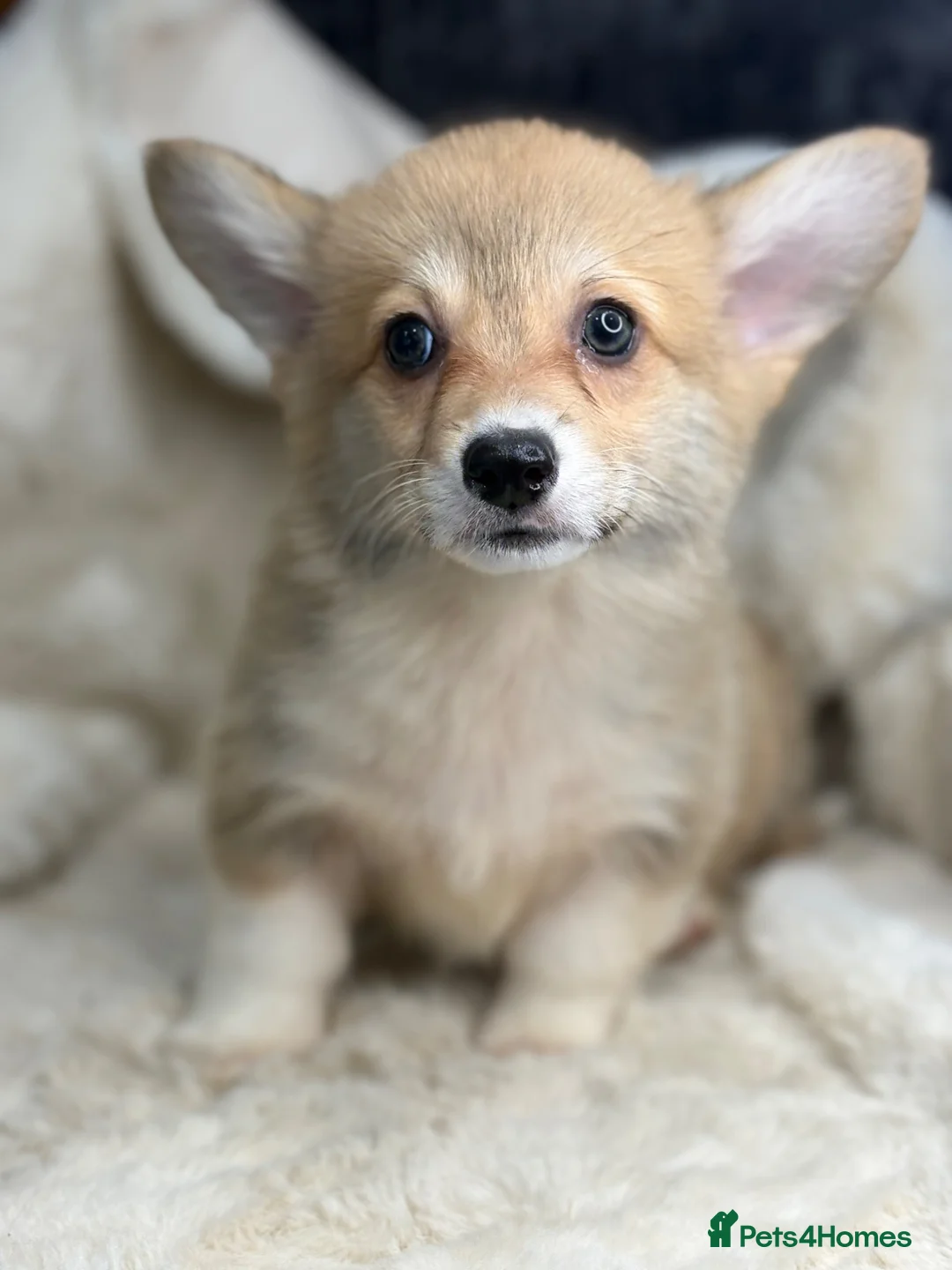 Welsh Corgi Pembroke dogs for sale: Top quality corgis  - Advert 1