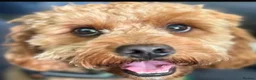Cavapoo dogs for sale: 1 year old Cavapoo - bite history in Newport - Advert 2