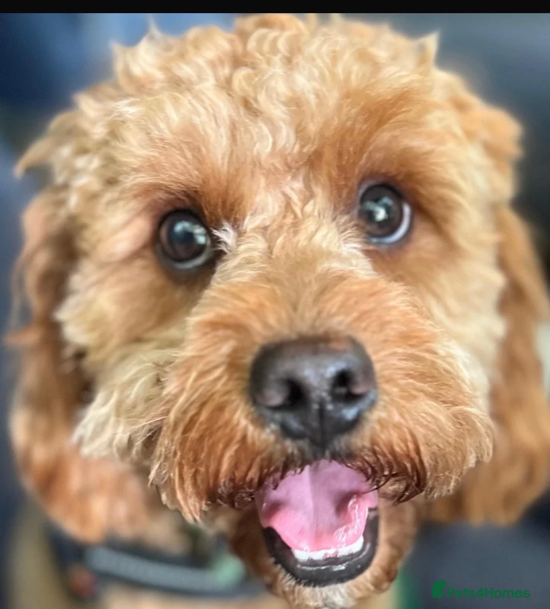Cavapoo dogs for sale: 1 year old Cavapoo - bite history in Newport - Advert 2
