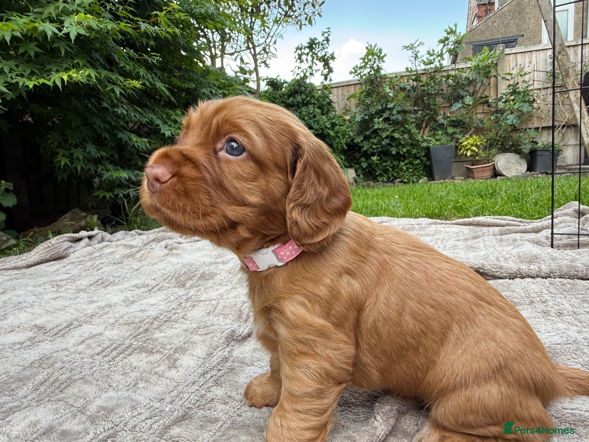 Cocker Spaniel dogs Stunning KC/Health tested working cocker spaniels - Advert 1