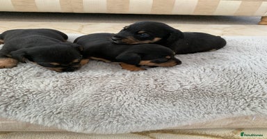 Dachshund dogs - Advert 5