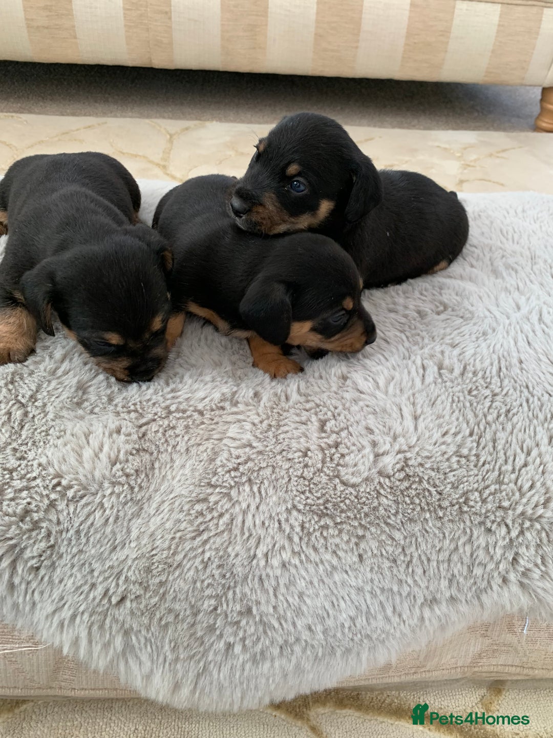 Dachshund dogs for sale: dachshund  - Image 2