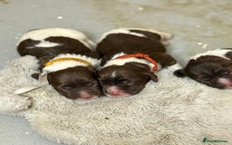 English Springer Spaniel dogs for sale: ENGLISH SPRINGER SPANIEL - Image 3