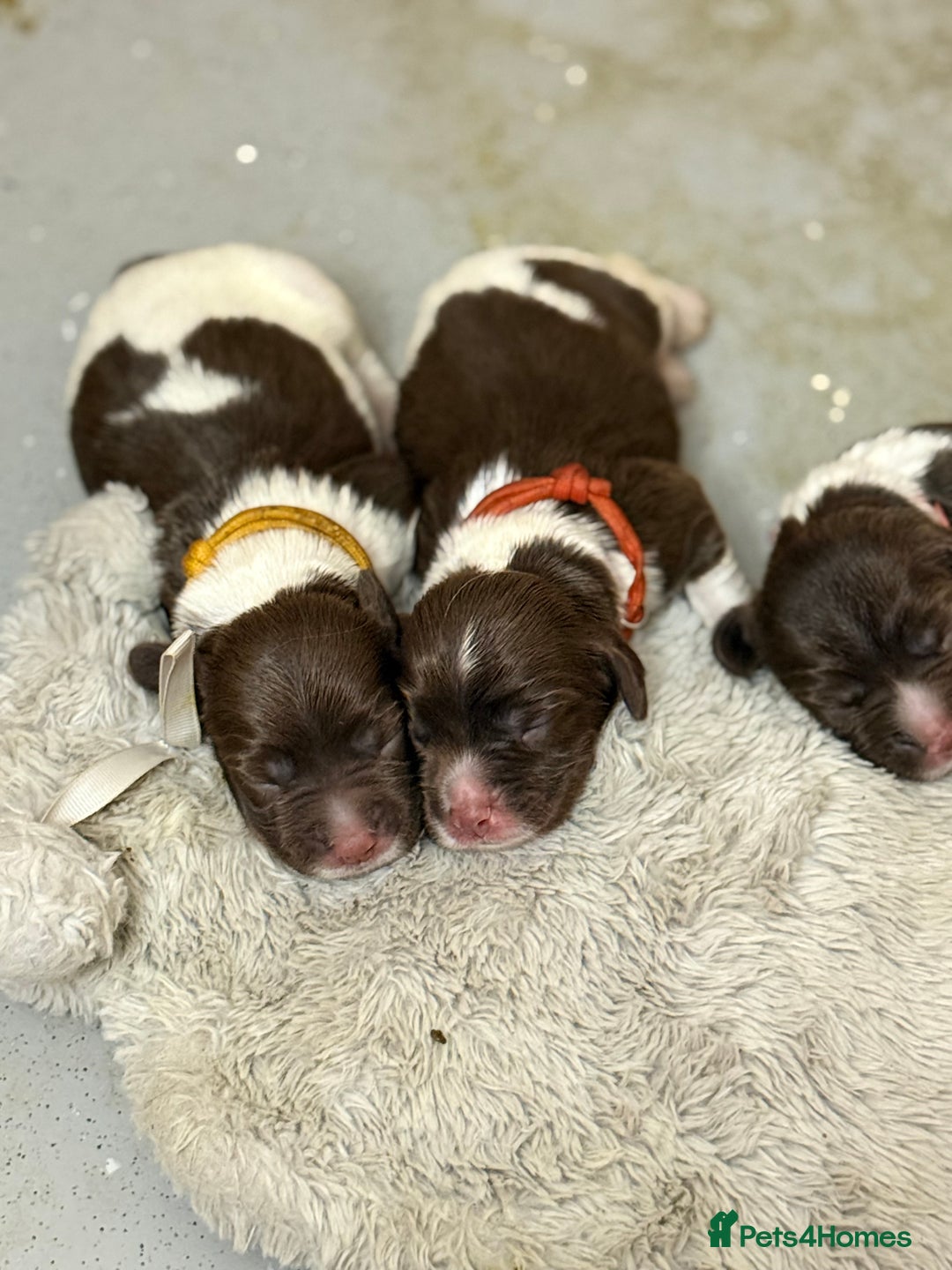 English Springer Spaniel dogs for sale: ENGLISH SPRINGER SPANIEL - Image 3