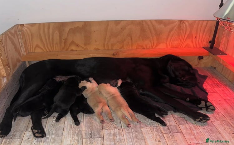 Labrador Retriever dogs - Advert 1
