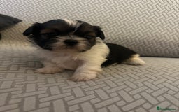Shih Tzu dogs for sale: Beautiful Shih Zu Puppies  - Image 6