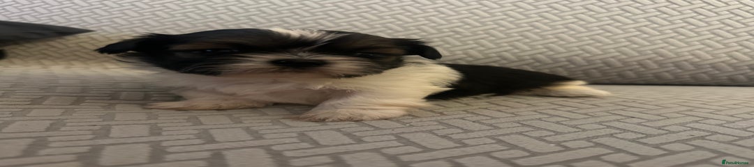 Shih Tzu Puppy 2