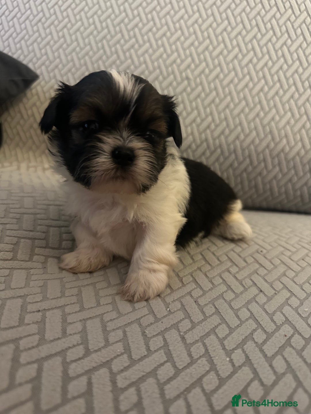 Shih Tzu dogs for sale: Beautiful Shih Zu Puppies  - Image 6