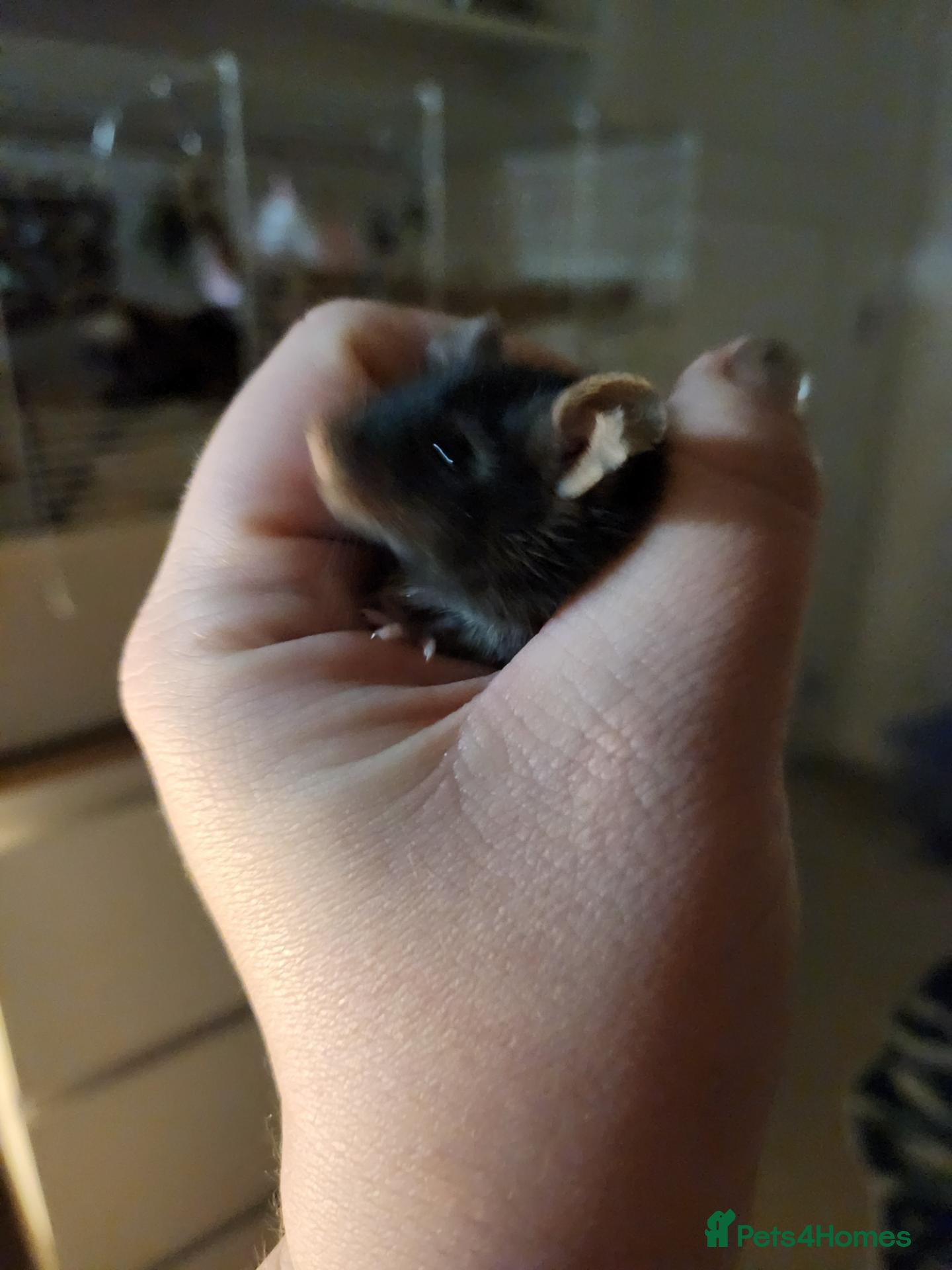 Mouse rodents Male mouse very friendly - Advert 7
